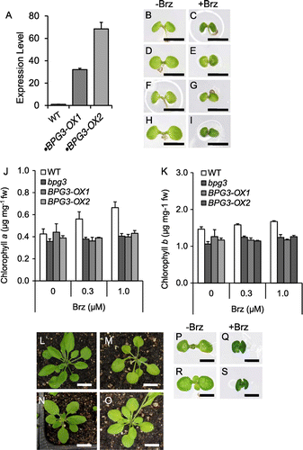 Fig. 4. Overexpression of BPG3 recaptured the pale-green phenotype of bpg3-1D.Notes: (A) Quantitative real-time PCR analysis of BPG3 (At2g40400) mRNA expression in hypocotyls of the wild-type (WT) and BPG3-OX transformants. The BPG3 gene was overexpressed in the BPG3-OX mutant. The value was normalized against the expression of the ACT2 gene. Error bars indicate SD (n = 3). B-I, Cotyledons of wild-type ((B) and (C)), bpg3-1D ((D) and (E)), BPG3-OX1 ((F) and (G)) and BPG3-OX2 (H and I) plants grown on 1/2 MS medium for 5 d without Brz ((B), (D), (F), and (H)) or with 1 µM Brz ((C), (E), (G), and (I)) under long days (16-h light/8-h dark). Scale bars, 1 mm. (J)–(K), endogenous contents of chlorophyll a (J) and chlorophyll b (K) in wild-type (WT), bpg3-1D, BPG3-OX1 and BPG3-OX2 plants grown on medium for 14 d without Brz or with 0.3 and 1 µM Brz under long days (16-h light/8-h dark). The error bars indicate SE (n = 3). (L)–(O), Rosette leaf morphology of wild-type (L), bpg3-1D (M), BPG3-OX-1 (N), and BPG3-OX-2 (O) plants grown on soil for 3 weeks under long days (16-h light/8-h dark). Scale bars = 10 mm. (P)–(S), Cotyledons of wild-type ((P) and (Q)) and BPG3-KO ((R) and (S)) plants grown on 1/2 MS medium for 5 d without Brz ((P) and (R)) or with 1 µM Brz ((Q) and (S)) under long days (16-h light/8-h dark). Scale bars, 1 mm.