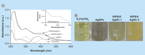 Figure 2.  Characterization techniques of nanocomposite.(A) UV–visible spectrum of K3Fe(CN)6, AgNPs, NiPB@AgNC-1 and NiPB@AgNC-2; (B) optical color images of K3Fe(CN)6, AgNPs, NiPB@AgNC-1 and NiPB@AgNC-2; (C & D) x-ray diffraction pattern of NiPB@AgNC and NiPBNPs and (E & F) transmission electron microscopy images of NiPB@AgNC and NiPBNPs, (G) DLS size (hydrodynamic diameter in nm) and (H) zeta potential (in mV) of NiPB@AgNC.AgNP: Silver nanoparticle; DLS: Dynamic light scattering; NiPB@AgNC: Nickel-prussian blue@silver nanocomposite; NiPBNP: Nickel-prussian blue nanoparticle.