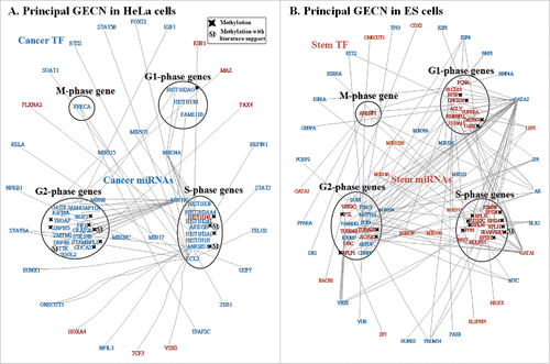 Figure 5. Principal networks of HeLa (A) and ES (B) cells. To find the principal networks, we assumed that they contained cell cycle genes with top PGNP projection values and that each of the 4 cell cycle phase groups involved at least one cell cycle gene. We identified the principal GECNs from the specific GECNs shown in Figure 4. Genes/TFs/miRNAs in blue and red denote activated expression in HeLa and ES cells, respectively (p-value ≤ 0.05).