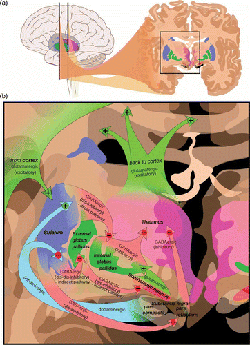 Figure 1. (a) The two main dopaminergic nuclei are close to each other in the midbrain with the substantia nigra projecting to the striatum and the ventral tegmental area projecting to both the nucleus accumbens (part of the ventral striatum) and the frontal cortex. (b) The nigrostriatal pathway affects cortical function indirectly through a series of cortico-basal ganglia circuits. The substantia nigra (pars compacta) projects to the striatum (caudate and putamen in blue). The main output of the striatum is to the globus pallidus (green) and thence to the thalamus (pink) and cortex (green arrows). The cortex feeds back to the striatum (green arrows) to close the loop on the cortico-basal ganglia circuits. There are also dopaminergic receptors on many cortical neurons (not shown). http://en.wikipedia.org/wiki/File:Basal_ganglia_circuits.svg. Mikael Häggström, based on images by Andrew Gillies.