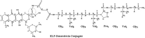 Figure 4. ELP-Doxorubicin conjugate. The ELP was coupled to Doxorubicin at its C-13 position through a hydrolysable hydrazone linkage.