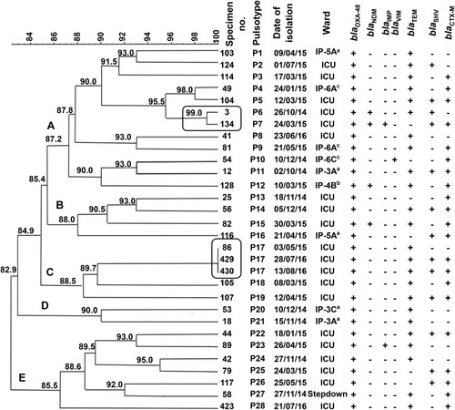 Figure 4 PFGE typing of the blaOXA-48-harbouring carbapenem-resistant K. pneumoniae isolates A dendrogram was generated from the PFGE patterns of XbaI digested chromosomal DNA of 30 carbapenem-resistant K. pneumoniae clinical isolates. The comparison was performed with the BioNumerics fingerprint data software v7.62 using the UPGMA clustering method and the dice similarity coefficient with 1% optimization and 1.5% position tolerance. PFGE pulsotypes (P) were assigned to isolates according to Tenover criteria.Citation27 The numbers written on the branches indicate the similarity percentage of the different pulsotypes. The black frame indicates the isolates that were indistinguishable and assumed to be the same clone. The different clusters are designated by letters (A–E). On the right side of the dendrogram detailed results for PFGE including the code of each isolate, pulsotypes, date of isolation, hospital wards, and screened carbapenemases and ESBLs determinants (blaOXA-48, blaNDM, blaIMP, blaVIM, blaCTX-M, blaTEM, and blaSHV). The (+) and (-) signs indicate present and absent, respectively. The alphabets indicate the type of the hospital wards; a: hematology ward, b: solid tumor ward c: surgery ward.