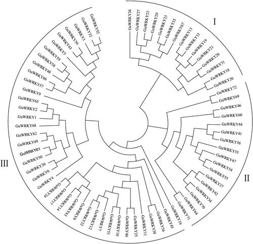 Figure 1. Phylogenetic relationships among the WRKY genes of licorice. A maximum likelihood phylogenetic tree was constructed in MEGA7.0 with bootstrap testing (1000 replicates). the tree divided the WRKY genes into groups I, II and III.