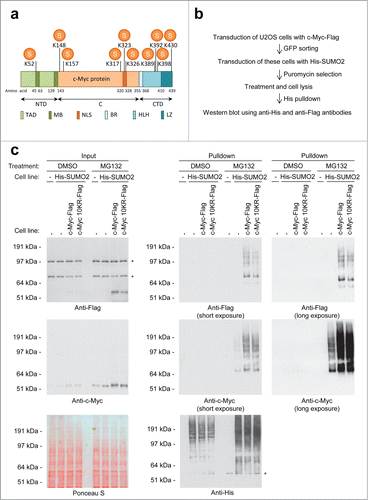 Figure 6. For figure legend, see page 1881. Figure 6 (See previous page). c-Myc SUMO2 acceptor lysines. (A) Cartoon depicting the c-Myc protein including the localization of the SUMO2 acceptor lysines identified by mass spectrometry. The c-Myc protein contains 3 major domains, namely the amino-terminal domain (NTD), the central region (C) and the C-terminal domain (CTD). Within these domains the protein harbours various other regions, including the transactivation domain (TAD), 2 conserved MYC Boxes (MB), a nuclear localization signal (NLS), the basic DNA binding region (BR), a Helix-Loop-Helix domain (HLH) and a leucine zipper motif (LZ). (B) Schematic overview of the experimental strategy used to study the effect of mutating the identified SUMO acceptor lysines on c-Myc SUMOylation. (C) U2OS cells stably expressing His-tagged SUMO2 in combination with either Flag-tagged c-Myc wild-type or 10KR mutant were treated with DMSO or the proteasome inhibitor MG132. Input samples were taken and an His-SUMO2 pulldown was performed on cell lysates. Input and His pulldown samples were separated by SDS-PAGE, transferred onto membranes and incubated with antibodies detecting the Flag-tag, c-Myc or the His-tag. The asterisks represent non-specific bands.