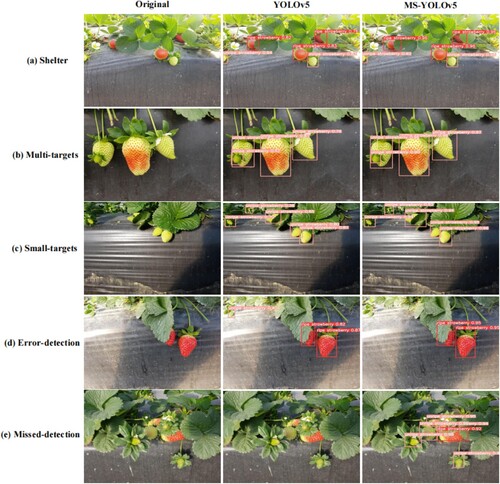 Figure 11. Detection effect under different conditions between YOLOv5 and MS-YOLOv5.