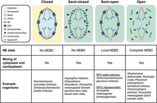 Figure 1. Nuclear divisions in diverse organisms utilize distinct nuclear envelope (NE) remodeling and nucleocytoplasmic mixing strategies. (Top) Visual representation of different types of nuclear division. From left to right: intact NE with no nucleocytoplasmic mixing (referred to as ‘Closed’), largely intact NE with nucleocytoplasmic mixing (referred to as ‘Semi-closed’), partially disrupted NE with nucleocytoplasmic mixing (referred to as ‘Semi-open’), and disrupted NE with nucleocytoplasmic mixing (referred to as ‘Open’). (Bottom) Table summarizing the role of the NE in compartmentalizing nuclear components. Abbreviations: NPC (Nuclear Pore Complex), Nups (Nucleoporins), NE (Nuclear Envelope), NEBD (Nuclear Envelope Breakdown), MT (Microtubule), and MTOC (Microtubule Organizing Center).