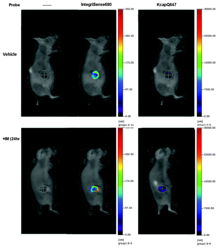 Figure 1. Detection of GIST with IntegriSense680 and treatment-related apoptosis with KcapQ647. Representative images of FMT imaging of GIST xenografts treated with vehicle (top panel) or with IM (50 mg/kg) for 24 h (bottom panel). Images on the left are 2D reflectance images, in the middle, the 3D FMT reconstruction of the αvβ3 signal used to delineate the region of interest (ROI) and on the right is the FMT signal from the cell-penetrating KcapQ647 probe.