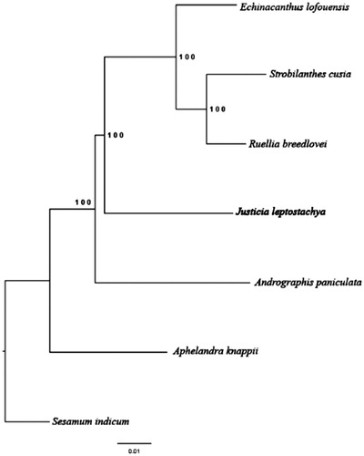 Figure 1. ML phylogenetic tree of J. leptostachya with seven species was constructed using the chloroplast genome sequences. Numbers on the nodes are bootstrap values from 1000 replicates. Sesamum indicum was selected as outgroup.
