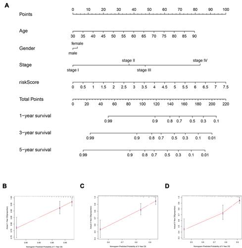 Figure 7 Establishment and validation of the nomogram. (A) 1-, 3-, and 5-year survival prediction is based on the risk score and other clinical factors. (B–D) Calibration plots for assessing the accuracy of the 1 -, 3 -, and 5-year survival rates.