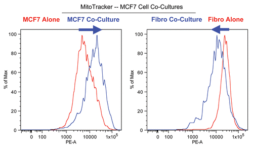 Figure 2 Changes in mitochondrial activity in MCF7 cells and fibroblasts in co-culture. FACS tracings for mitochondrial activity (MitoTracker red fluorescence) in fibroblasts or cancer cells, either cultured alone or in combination, are shown. Interestingly, during co-culture, MCF7 cells show a shift to the right, as indicated by the blue arrow. Conversely, during co-culture, stromal fibroblasts show just the opposite effect, with a shift to the left.