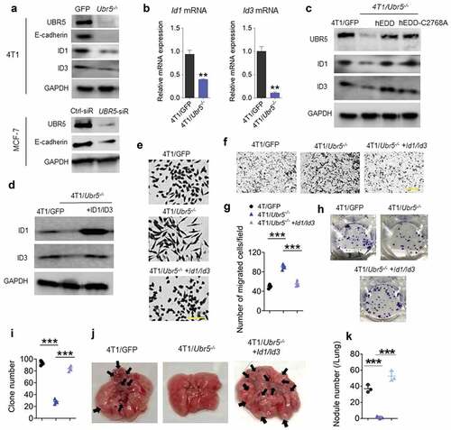 Figure 4. Effects of Ubr5 deletion on tumor metastasis. (a) Protein expression of murine UBR5, E-cadherin, ID1 and ID3 in 4T1 cells, and human E-cadherin in MCF-7 after UBR5 depletion by siRNA was evaluated by western blot. (b) Messenger RNA expression of Id1 and Id3 in 4T1 cells was assessed by qRT-PCR. (c) ID1 and ID3 protein expression in human EDD-reconstituted and catalytic mutant EDD-C2768A-reconstituted 4T1/Ubr5-/- cells was evaluated by western blot. (d) Murine ID1 and ID3 reconstitution in 4T1/Ubr5 -/- cells were verified by western blot. (e) Representative micrographs of cell morphology of 4T1/GFP, 4T1/Ubr5-/-, and 4T1/Ubr5-/- + ID1/ID3 reconstituted cells in culture. Scale bars: 100 μm. (f,g) Representative micrographs (f) and the quantification (g) of a Transwell invasion assay. (hi) Representative images (h) and quantified values (i) of clonogenic assay with 100 cells/well. (j–k) 5 × 105 cells were i.v. injected into BALB/c mice and the lungs of the recipient mice were harvested on d 18. Representative images (j) and quantified values of metastatic nodules in lung (k) (n = 3 per group). Data are representative of two independent experiments with similar results. Data represent mean ± SEM, **P < .01, ***P < .001