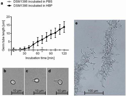 Figure 1. Impact of the HBP incubation time on C. albicans germination. A: C. albicans WT DSM1386 yeast-to-hyphal transition and germ tube formation in human blood plasma (HBP) in vitro at 37°C and 1000 rpm. The mean germ tube lengths of C. albicans cells incubated in PBS or HBP were measured. Thirty C. albicans cells were observed per time point and condition B-D: Representative micrographs of a yeast cell incubated in PBS for 60 min (b), a 30-min germinated cell (c), and a 60-min germinated cell (d). E: Hyphae formation after 180 min incubation in HBP