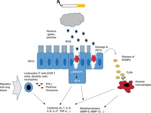 Figure 1 Illustration about cigarette-induced induction of oxidative stress and inflammation in AECs.Abbreviations: AEC, airway epithelial cell; TLR4, Toll-like receptor-4; DAMP, damage-associated molecular pattern; MMP, matrix metalloprotease; ROS, reactive oxygen species; IL, interleukin; TNF, tumor necrosis factor; IFN, interferon.