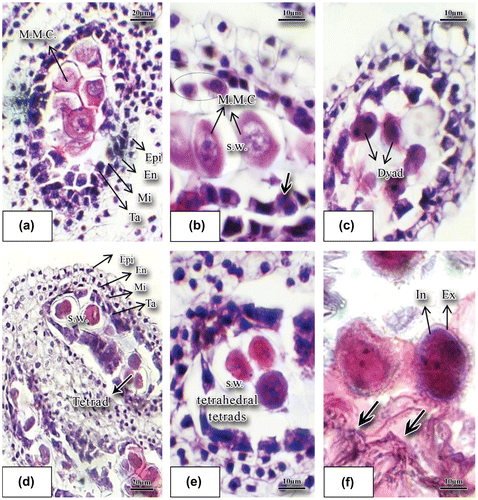 Figure 2. Developmental stages of stamens and pollen grain in basil stained with hematoxylin-eosin. (a) Longitudinal incision of a young anther with the microspore mother cells inside (×40). (b) Microspore mother cells; the arrow shows tapetum binucleate cells. The top layer cells have progressed towards the anther sac and they were marked with a circle (×100). (c) Longitudinal incision of the anther at dyad microspore stage (×40). (d) Four layers composing the anther wall: epiderm, endothecium, middle layer and the tapetum; tetrad is clearly noticeable (×40). (e) Tetrahedral tetrad (×40). (f) Young microspore produced through meiosis and released from the tetrad; the two nuclei were noticeable (×100). Abbreviations: En: endothecium; Epi: epidermis; Ex: exine; In: intine; Mi: middle layer; M.M.C.: microspore mother cell; S.W.: special wall; Ta.: tapetum.