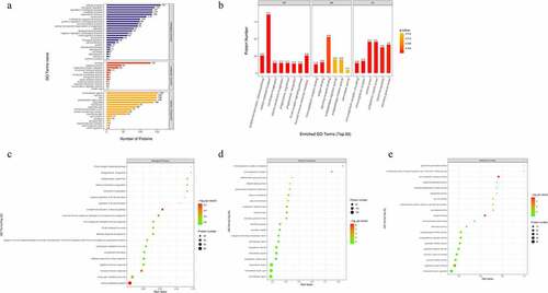 Figure 2. Gene Ontology (GO) term enrichment analysis of the DEPs. (a) The number of DEPs. The Y-axis represents the GO term name. (b) Enriched GO functional classifications. The Y-axis represents the number of DEPs under each functional classification. The color of the bar indicates the P-value. As the color changes from orange to red, the statistical significance changes from low to high. The label above the bar shows the enrichment factor (rich factor ≤ 1). (c-e) Enrichment factors. The Y-axis represents the number of DEPs in each functional category. The color of the bar indicates the P-value. As the color changes from green to red, the statistical significance changes from low to high.