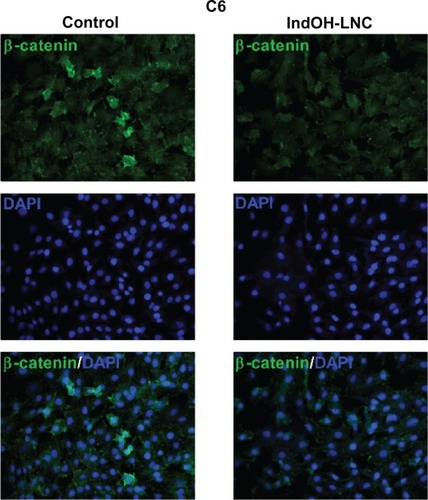 Figure 5 IndOH-LNC reduce β-catenin expression in C6 glioma cells.Notes: C6 glioma cells were treated with 25 μM IndOH-LNC for 24 hours and immunostained using anti-β-catenin antibody (green) and DAPI (blue). Experiments were performed at least three times.Abbreviations: DAPI, 4′,6-diamidino-2-phenylindole; IndOH-LNC, indomethacin-loaded lipid-core nanocapsules.