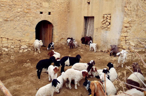 Fig. 3. Domesticated sheep and goat in a temporary winter pen in Al Ma’tan, Jordan.