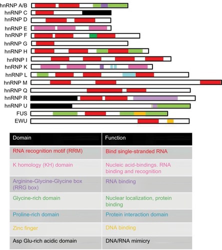 Figure 4 Members of the hnRNP protein family and their domain structure.