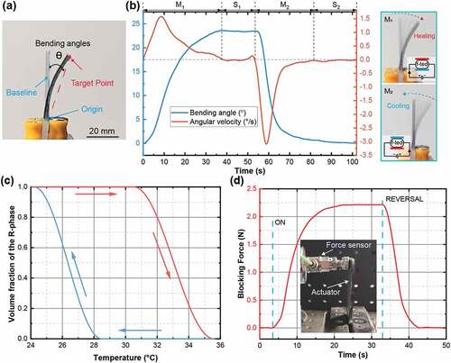 Figure 6. Kinetic testing of the f-TES composite. a) Definition of the bending angle, which is formed between the line connecting the free end (target point) and the fixed end (origin), and the vertical reference line. b) Time evolution of the bending angle and angular velocity. The angular velocity over the complete time span can be separated into 4 stages. M1: forward deformation stage, S1: end of bending deformation stage, M2: reverse deformation stage, and S2: end of reverse deformation stage. c) Evolution of the volume fraction of the temperature-induced R-phase. d) Blocking force test.