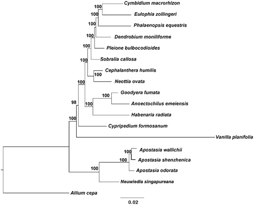 Figure 1. Phylogenetic tree (maximum likelihood) based on the protein-coding genes of 16 orchids and Allium cepa. Numbers above branch are maximum parsimony bootstrap percentages. These accession numbers are as follows: Allium cepa (KM088013), Anoectochilus emeiensis (NC_033895), Apostasia odorata (KM244734), Apostasia wallichii (LC199394), Cephalanthera humilis (NC_030706), Cymbidium macrorhizon (NC_029713), Cypripedium formosanum (KJ501998), Dendrobium moniliforme (NC_035154), Eulophia zollingeri (NC_037212), Goodyera fumata (KJ501999), Habenaria radiate (KX871237), Neottia ovata (NC_030712), Neuwiedia singapureana (LC199503), Phalaenopsis equestris (NC_017609), Pleione bulbocodioides (NC_036342), Sobralia callosa (NC_028147) and Vanilla planifolia (KJ566306).