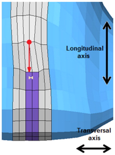 Figure 2. Transversal displacement of a node above the crista (t = 100 ms).