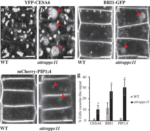 Figure 1. Localization of YFP-CESA6, BRI1-GFP and mCherry-PIP1;4 in root cells of attrappc11 mutants. (a, c and e) In the wild type background, the plasma membrane (PM) proteins CESA6 (a), BRI1 (c) and PIP1;4 (e) are observed at the PM and Golgi/TGN in root cells. (b, d and f) In the attrappc11 mutant background, aberrant localization (arrowheads) is frequently observed for the three proteins (b, d and f, respectively), in addition to PM and TGN/Golgi localization. (g) The graph shows the percentage of root cells where aberrant localization of YFP-CESA6, BRI1-GFP and mCherry-PIP1;4 is observed in seedlings of the WT and attrapc11 backgrounds. n > 10 seedlings, n > 20 cells per seedling. (*) P < .05, Student’s T test. Error bars represent standard errors. Scale bar = 5 μm.