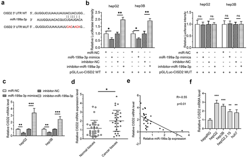 Figure 4. CISD2 was a miR-199a-3p target in HCC cells. (a) The miR-199a-3p targets were predicted utilizing TargetScan Human 7.2 (http://www.targetscan.org/vert 80/), and the CISD2 mutant 3' UTR was identified. (b) The target connections between miR-199a-3p and CISD2 were validated utilizing the dual luciferase assay. (c) RT-qPCR was utilized to validate the impacts of miR-199a-3p on the level of CISD2 mRNA, 2−ΔΔCt method. (d) The CISD2 mRNA level was determined by RT-qPCR in normal (n = 30) and HCC (n = 30) tissues, 2−ΔCt method. (e) The expression association between miR-199a-3p and CISD2 was analyzed using Pearson’s correlation coefficient. (f) HCC cells and normal hepaRG cells were subjected to RT-qPCR to confirm the mRNA of CISD2 (hepG2, hepG2.2.15, hep3B and huh7), 2−ΔΔCt method. *p < 0.05, **p < 0.01, ***p < 0.001; ns, no significance.