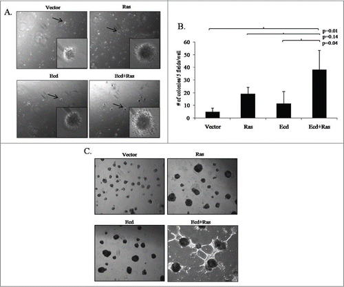 Figure 4. Co-overexpression of Ecd and Ras significantly enhances anchorage independent growth in soft agar and branching morphology in 3D matrigel culture. (A) Representative pictures of soft agar colonies taken at 4 × magnifications; with insets at 20×. (B) Bar diagram shows number of colonies per 5 fields per well in triplicates from 3 independent experiments (N = 3); in the indicated cell lines. Mean +/− SD with p-values are shown. (C) Representative 3D structures formed by various cell lines at Day12. Pictures are taken at 10× magnification.