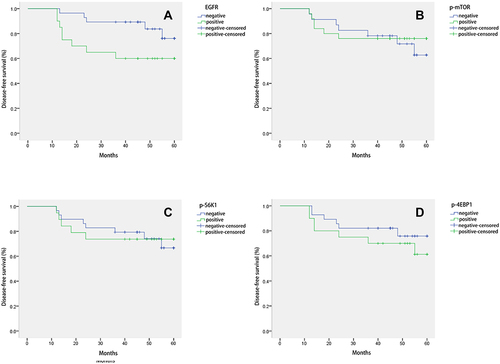 Figure 2 Disease-free survival curve of patients with triple-negative breast cancer under different expressions of (A) epidermal growth factor receptor, (B) phosphorylated mammalian target of rapamycin, (C) phosphorylated ribosomal protein S6 kinase (p-S6K1), and (D) phosphorylated 4E binding protein 1. The difference in the 5-year disease-free survival rate between positive and negative groups was tested using log–rank and Breslow statistics. A value of P < 0.05 was considered a statistically significant difference.