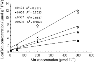 Figure 2 Manganese concentrations in the leaves of var. Kneja 434, var. Kneja 605, var. Kneja 509 and var. Kneja 537 after exposure to different Mn concentrations in nutrient solution. FW, fresh weight.