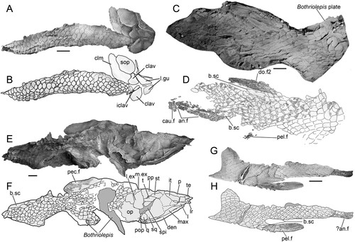 FIGURE 5. Harajicadectes zhumini, body and fins. A, photograph and B, drawing of body scales, opercular-gular elements and pectoral girdle, NMVP 229368. C, squamation and D, lepidotrichia from the rear of the body, immediately anterior to the base of the caudal fin, CPC 39953. E–F, squamation from the anterior of the body with partial head, operculum, and pectoral fin, CPC 39952. G–H, mesial view of mid-body squamation with detached pectoral fin and basal scute, CPC 39954.