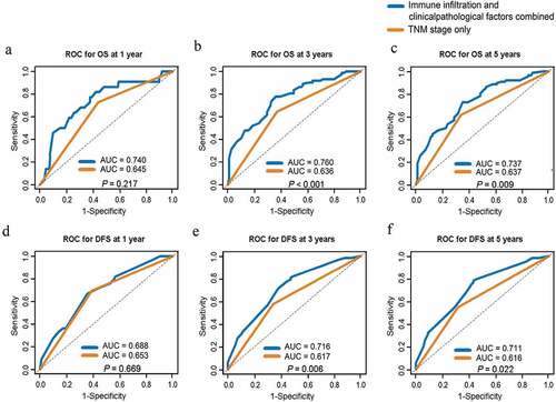 Figure 5. AUC comparison between Cox models of immune infiltration and clinicopathological factors combined and TNM stage only for ESCC prognosis prediction. (a-c) ROC curves of prognostic models combing immune infiltrates and clinicopathological factors or TNM stage only for OS at 1 year (a), 3 years (b) and 5 years (c). (d-f) ROC curves of prognostic models combing immune infiltrates and clinicopathological factors or TNM stage only for DFS at 1 year (d), 3 years (e) and 5 years (f). ROC, receiver operating characteristics; AUC, area under curve. TNM, tumor-node-metastasis. OS, overall survival. DFS, disease free survival