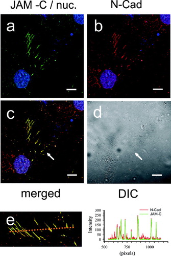 Figure 11 Co-localization of JAM-C with N-Cadherin in adherent human dermal fibroblast cultures. Fibroblasts were fixed, blocked, and then stained for both JAM-C (green) and N-Cadherin (red) using rabbit polyclonal anti-JAM-C antibodies and mouse monoclonal anti-N-Cadherin. Nuclei are blue in all panels. A, JAM-C staining (green). B, N-Cadherin staining (red). C, merged images from panels A and B. (→) Yellow indicates areas of JAM-C/N-Cadherin co-localization. D, corresponding DIC image. E, a line scan bisecting the cell zipper junction of panel C was used to construct a JAM-C (green) and N-Cadherin (red) intensity histogram. Images were analyzed using Zeiss LSM Image Examiner ™ software. All panels were collected and displayed utilizing identical signal detection/gain settings. Scale bars, 10 μm.