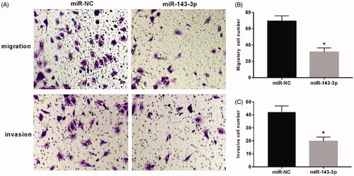 Figure 3. Effect of overexpression of miR-143-3p on migration and invasion of U2OS cells. (A) The cell migration and invasion assay; (B) the migration of U2OS cells after overexpression of miR-143-3p; (C) the invasion of U2OS cells after overexpression of miR-143-3p mimics. Compared with the miR-NC group, *p < .05.