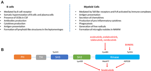 Figure 2 (A) Primary dysfunction of B cells and myeloid cells in MS and binding sites of the different BTK inhibitory molecules under study. (B) Currently available covalent BTK inhibitors bind to cysteine residue 481 in the kinase domain. By contrast, non-covalent BTK inhibitor fenebrutinib forms hydrogen bonds with the lysine 430 residue located in the SH2 region and the methionine 477 and aspartic 539 amino acids found in the kinase domain.