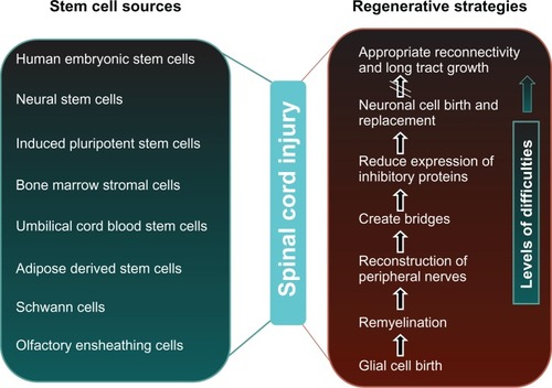 Figure 1 Major stem cell sources, regenerative strategies, and levels of difficulties in the treatment of spinal cord injury.