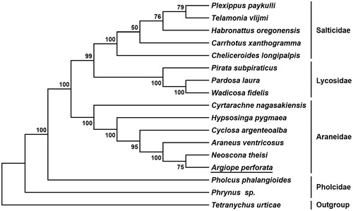 Figure 1. Phylogenetic tree showing the relationship between Argiope perforate and 15 other spiders based on neighbor-joining method. GenBank accession numbers used in the study are the following: Araneus ventricosus (KM588668), Carrhotus xanthogramma (NC_027492.1), Cheliceroides longipalpis (NC_041120.1), Cyclosa argenteoalba (KP862583), Cyrtarachne nagasakiensis (KR259802), Habronattus oregonensis (AY571145), Hypsosinga pygmaea (KR259803), Neoscona theisi (NC_026290.1), Pardosa laura (NC_025223.1), Pholcus phalangioides (NC_020324.1), Phrynus sp. (NC_010775.1), Pirata subpiraticus (NC_025523.1), Plexippus paykulli (NC_024877.1), Telamonia vlijmi (NC_024287.1), Tetrancychus urticae (EU345430.1), and Wadicosa fidelis (NC_026123.1). T. urticae was used as an outgroup. The spider determined in this study is underlined.