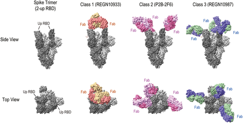 Figure 6. Structural models of anti-SARS-CoV −2 mAb Fab bound to a spike trimer. A spike trimer in two-up conformation (PDB ID: 6 × 2B) is shown as a gray surface (“up” RBDs, dark gray; “down” RBDs, light gray). Binding models of REGN10933 (class 1), P2B − 2F6 (class 2) and REGN10987 (class 3) were generated using UCSF ChimeraX by superimposing structures (REGN10933/REGN10987: 6×DG, P2B − 2F6: 7BWJ). Fab molecules are shown as colored surfaces.