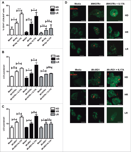 Figure 4. Modulation of autophagy by IL17A in monocytes infected with Mt H37Rv or MtΔRD1 from healthy donors and TB patients. PBMC from HD, HR TB and LR TB were incubated at 2 × 106 cells/ml for 16 h without stimulus to allow monocyte adherence. (A) Cells were then stimulated with or without sonicated M. tuberculosis antigen (Mt- Ag, 10 µg/ml) with or without recombinant IL17A (10 ng/ml) for 24 h. Autophagy levels were evaluated by flow cytometry against intracellular saponin-resistant LC3A,B-II on CD14+ cells. Bars represent the mean values of the percentage of CD14+ LC3A,B-II+ cells ± SEM. (B and C) Cells were incubated uninfected in media or infected with (B) Mt H37Rv or (C) MtΔRD1 (MOI: 20). After 2 h of infection, the culture medium was replaced and cells were cultured ± recombinant IL17A (10 ng/ml) for 24 h. Autophagy levels were evaluated by immunofluorescence against LC3 on monocytes. Bars represent the mean values of LC3 puncta per cell ± SEM. (D) Representative images of a HD, HR and LR TB patients are shown. Scale bars: 5 μm. *P < 0.05, **P < 0.01, ***P < 0.001. P values were calculated using one-way ANOVA with the post hoc Tukey multiple comparisons test.