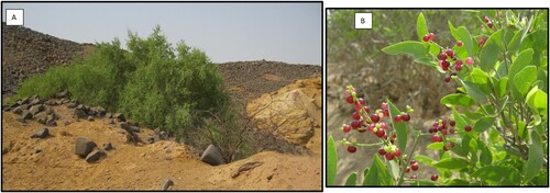 Figure 2. (A) S. persica shrub on low level hill in Gohfa valley, Rabigh. (B) Fruits of S. persica during fruiting season.