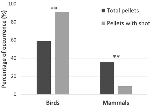 Figure 2. Percentage of occurrence of birds and mammals in total pellets analysed (n = 26) and in pellets containing ammunition (n = 11) in Greater Spotted Eagle from El Hondo Natural Park, Alicante, Spain (**P < 0.001).