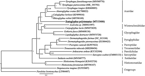 Figure 1. Phylogenetic tree inferred from mitochondrial genome sequences using Bayesian methods. Branch lengths presented here follow the Bayesian methods analysis. Node numbers indicate Bayesian posterior probabilities (BPPs).