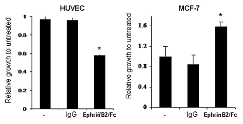 Figure 4. EphrinB2 suppresses HuVEC cell growth but induces MCF7 cell growth. HuVEC and MCF-7 cells were untreated or treated with control IgG or EphrinB2-Fc (B2) in the presence of clustering anti-human Fc antibody and cell number was determined by Cell Titer-Glo. *p < 0.01 and **p < 0.05 by analysis of variance (ANOVA) followed by Tukey's post hoc test.