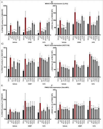 Figure 5. Impact of VUS on wt DNA damage signaling responses. ImageExpress automated quantitation of signal for ATM/ATR substrate phosphorylation (A, C, E.) or gH2AX (B, D, F) in Lovo (A, B), HCT116 (C, D) or Vaco481 (E, F) CRC cells. Imaging is performed 16 hours after drug treatment with vehicle (V), with 15 mM cisplatin (CDDP) or 5-flourouracil (5-FU) of cells transfected with empty vector (E, black bars) or plasmids expressing wt (red bars) or VUS for indicated proteins. Numbers reflect mean positive fluorescence (for ATM/ATR phosphorylation) or mean foci count (for gH2AX). Data are represented as % positive mean relative to wt and are from 3/4 independent experiments ± SEM. Statistical analysis was performed using a generalized linear model, where where * represents p < 0.05, ** represents p < 0.01 and *** represents p < 0.001.