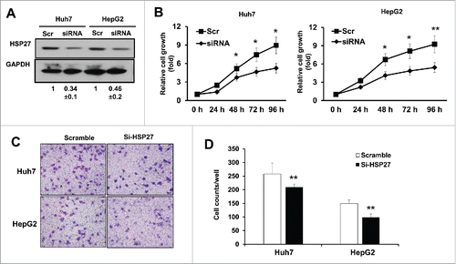 Figure 2. HSP27 siRNA reduces the proliferation and invasion of the HCC cells. (A) The expression of HSP27 protein in Huh7 cells and HepG2 cells transfected with Scramble siRNA (Scr) or siRNA targeting Hsp27 (siRNA) for 48 hours via western blot assay, respectively. GAPDH was used as the loading control for each group. The ratios of HSP27 to GAPDH for 3 independent experiments are shown as indicated below the blots. (B) The relative cell growth rate (normalized with the cell numbers at day 0) in Huh7 cells (left panel) and HepG2 cells (right panel) transfected with Scr or siRNA for 0, 24, 48, 72 and 96 hours after transfection by adding 10 μl of CCK8 reagent. *, p < 0.05 and **, p < 0.01 in siRNA group compared with Scr group. (C) The invasion capability in Huh7 cells and HepG2 cells transfected with Scr or siRNA via transwell assay after 48 hours. (D) Quantitative analysis of the invasion cell numbers per well of a 24-well plate in the Huh7 and HepG2 cells transfected with scramble control or si-HSP27. Data presents Mean±SD for 12 independent visions per group in the Huh7 and HepG2 cells, respectively. *, p < 0.05, **, p < 0.01, the scramble groups vs. si-HSP27 group.