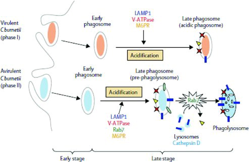 Figure 2. C. burnetii trafficking in macrophages. Virulent phase 1 C burnetii phagocytosis leads to the formation of early phagosomes that acquire markers of late endosomes and lysosomes (LAMP1, M6PR and V-ATPase), resulting in the acidification of the phagosome. The final phagosome exhibits the features of late phagosomes, which do not acquire cathepsin D. Avirulent phase 2 C. burnetii phagocytosis leads to the formation of early and late phagosomes. Rab7 is involved in the maturation of late phagosomes, which acquire cathepsin D, forming acidic phagolysosomes (reprinted from The Lancet Infectious Diseases (Raoult et al. Citation2005). Copyright (2005), with permission from Elsevier Limited.