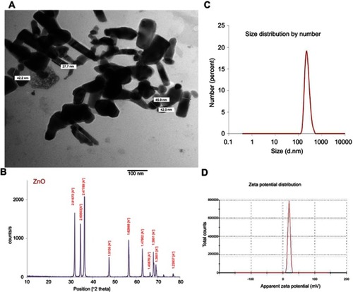 Figure 1 Characterization of ZnO-NPs (A) A representative micrograph of ZnO-NPs using TEM showing average particle size=40 nm, (B) XRD pattern of ZnO nanopowder showed peaks at 2θ=31.67°, 34.31°, 36.14°, 47.40°, 56.52°, 62.73°, 66.28°, 67.91°, 69.03° and 72.48°, (C) zeta potential of ZnO-NPs, (D) the hydrodynamic diameter of 100% ZnO-NPs using DLS.Abbreviations: TEM, transmission electron microscope; XRD, X-ray diffraction; DLS, dynamic light scattering; ZnO-NPs, zinc oxide nanoparticles.