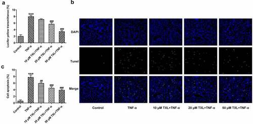 Figure 4. Taxifolin blocks cell barrier injury and apoptosis in TNF-α-induced human bronchial epithelial cells. (a) The light transmittance and (b-c) apoptosis in TNF-α-induced BEAS-2B cells upon TXL exposure. Data were expressed as mean ± standard deviation (SD). Each experiment was repeated at least three times. ***P < 0.001 Versus Control. ##P < 0.01, ###P < 0.001 Versus TNF-α.