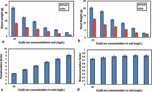 Figure 4. (a) Relation between the shoot weight (Sphaeranthus indicus) and Cu(II) ion concentration in soil (b) Relation between the root weight (Sphaeranthus indicus) and Cu(II) ion concentration in soil (c) Relation between translocation factor and Cu(II) ion concentration in soil (d) Relation between bioaccumulation factor and Cu(II) ion concentration in soil