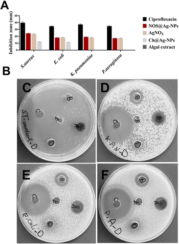 Figure 10 Antibacterial activity of Nos@AgNPs synthesized by Nostoc muscorum Lukesova 2/91 (represented by bar chart (A) and bacterial plates images (B)) against S. aureus (C), K. pneumoniae (D), P. aeruginosa (E), and E. coli (F). Written letters (by hand) on plates refer to (A) Nos@AgNPs, (B) AgNO3, (C) ciprofloxacin, (D) Ch@AgNPs, and (E) algal extract.